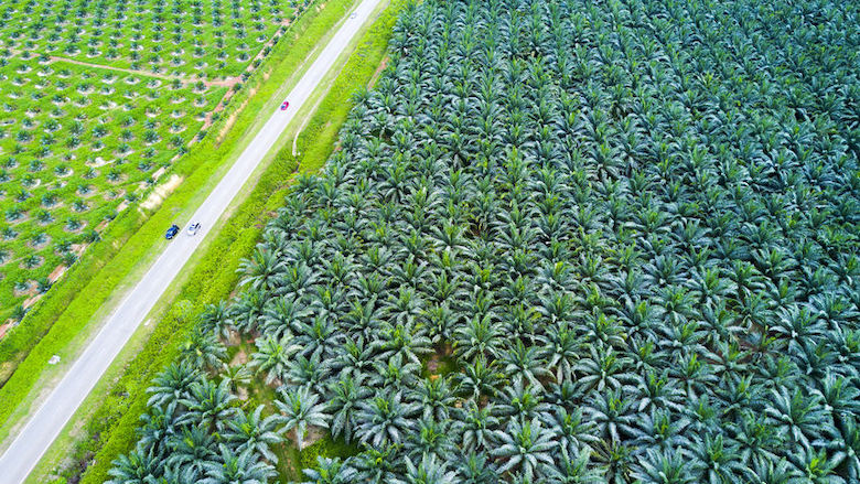 Hoe palmolie oerwoud, vrouwen en je gezondheid schaadt
