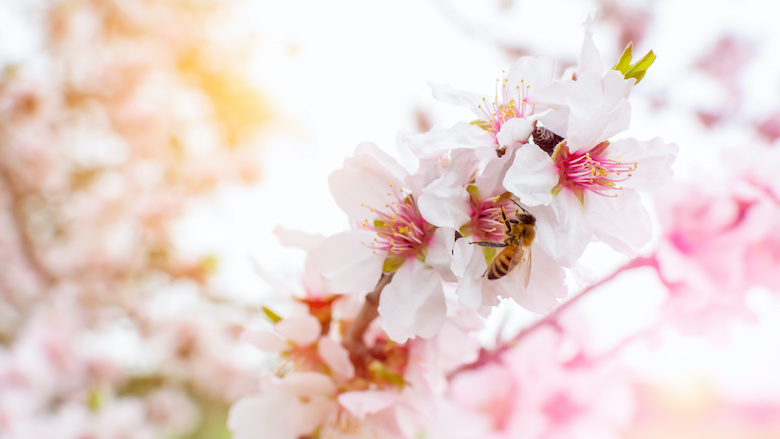 Help de uitstervende bij: zo maak je je tuin bijenvriendelijk