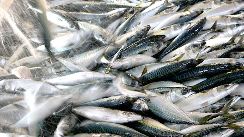 Vis uit Westerschelde bevat vaak veel PFAS: 'Zo min mogelijk eten'