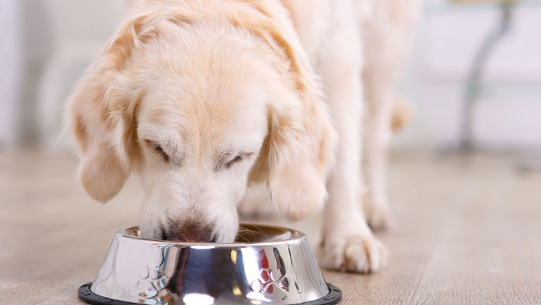 aspect Uitvoerbaar verlies uzelf Terugroepactie voor Pedigree hondenvoer: dieren kunnen ziek worden - Radar  - het consumentenprogramma van AVROTROS