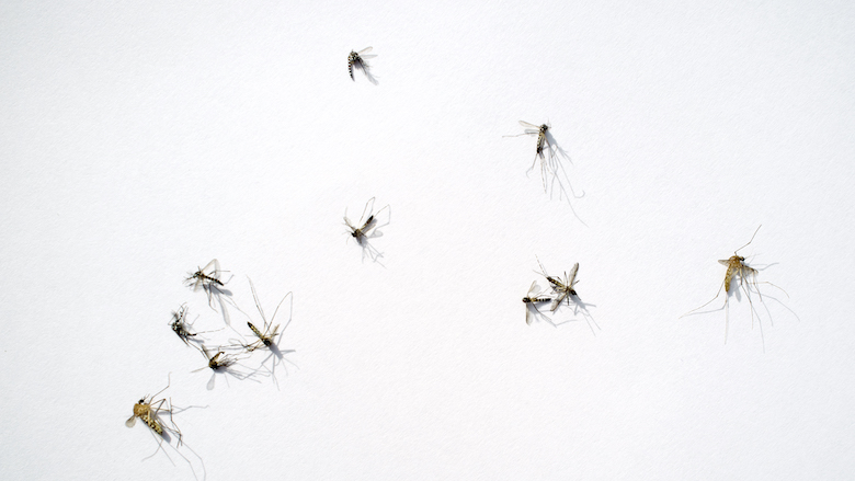 Hoe verwijder je insectenvlekken van de muur?
