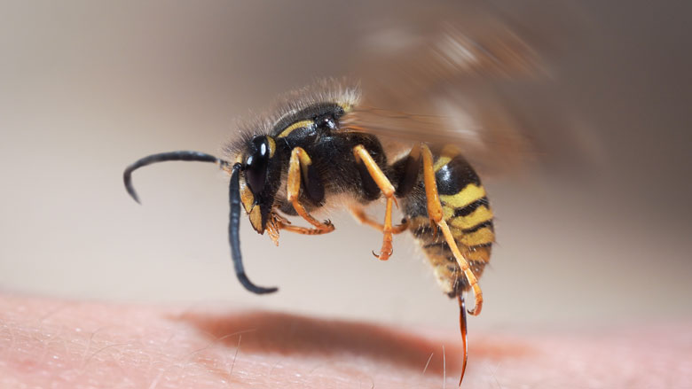 Ernstige allergie voor wespensteken? Extra onderzoek is nodig, zegt allergoloog